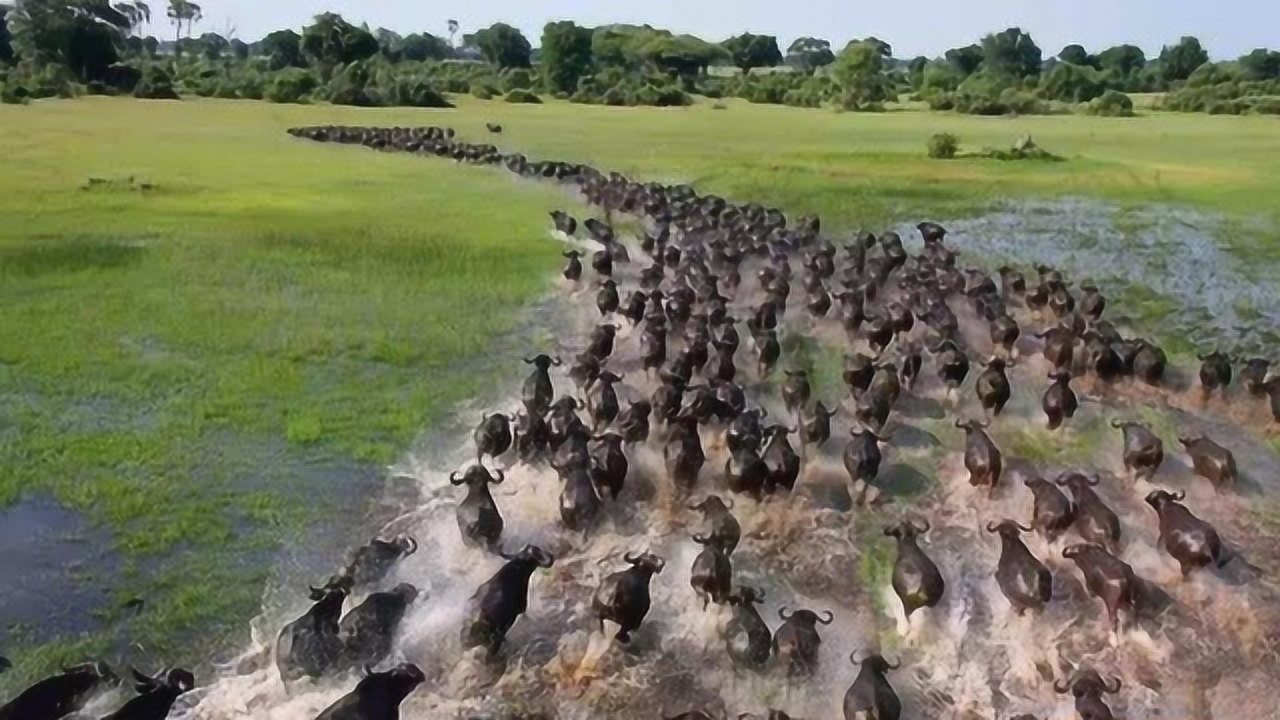 非洲野生動物大遷徙歷盡艱難險阻不惜犧牲生命精神尤為可嘉