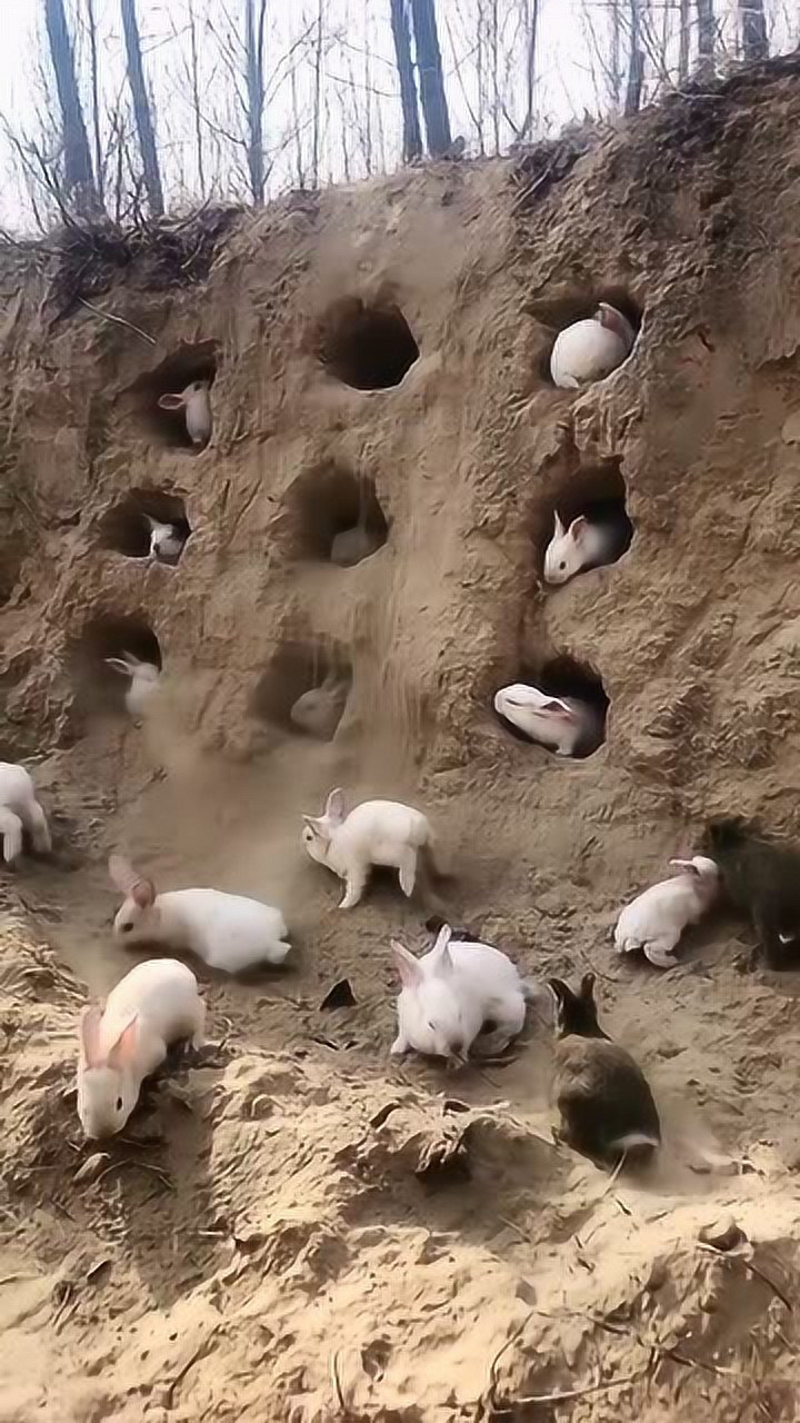 这是捅了兔子窝吗?这么多兔子,里面的窝到底有多大啊?