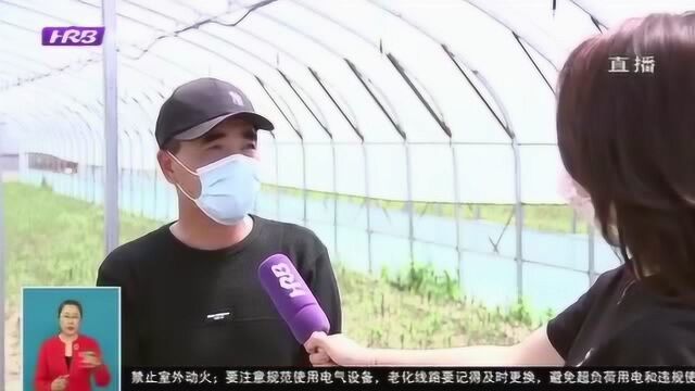 哈尔滨阿城区:“有偿代耕”村集体土地 “空壳村”走上振兴路