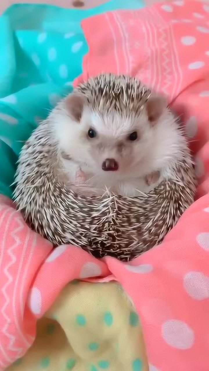 喜欢吃肉的刺猬,这待遇,比我好太多了!