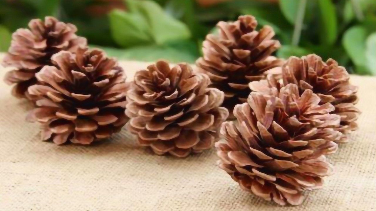 遇到松果千万要捡回家,神奇作用真厉害,花钱也难买,超实用