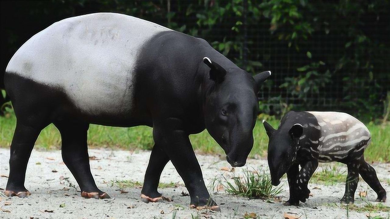 鼻子像大象身体像猪组合一个萌萌的动物那就是马莱貘啦