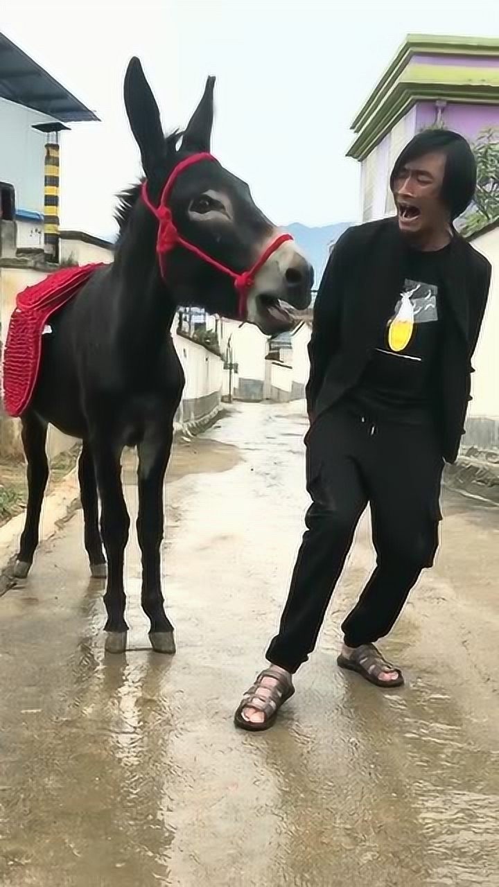 我们一起学驴叫