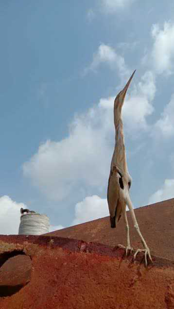 这种长脖子鸟在东北有个独特的叫法外地人根本不知道