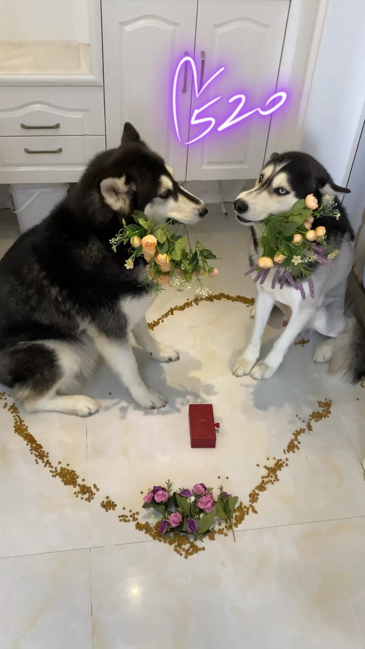 今天的朋友圈都在撒狗粮,单身狗的我突然发脾气了!