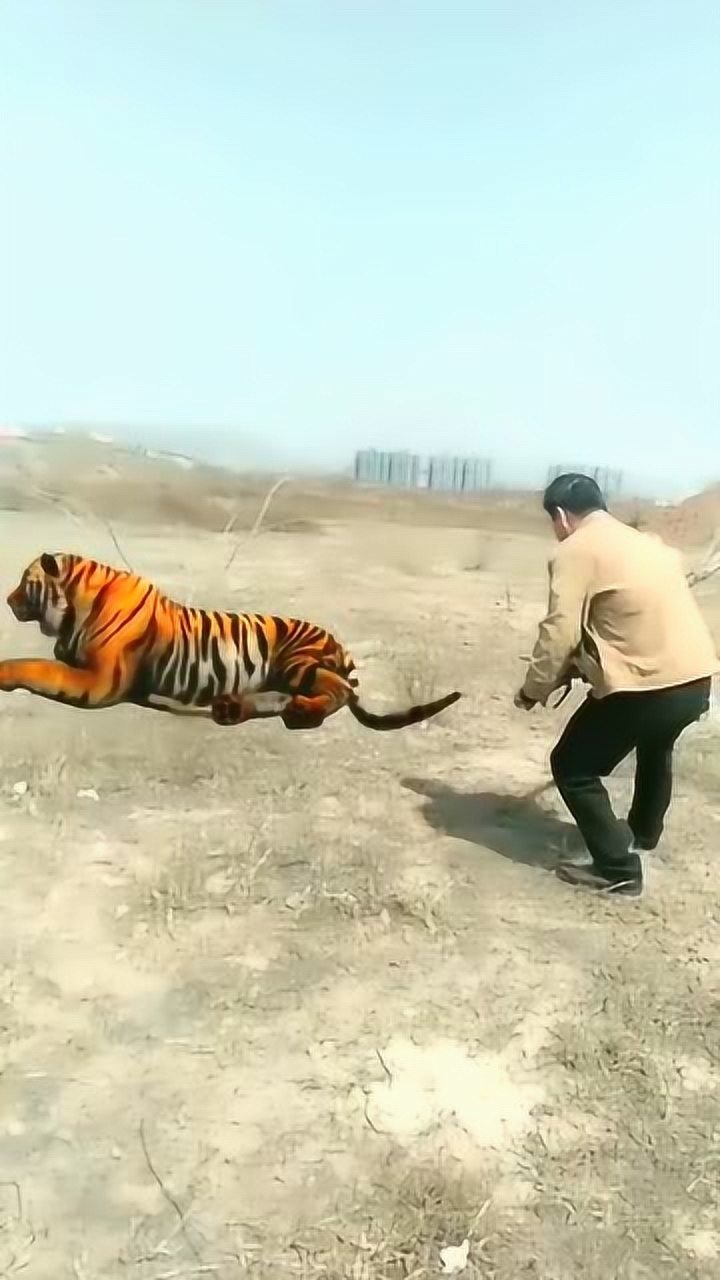 大叔上山打老虎最后吓跑了