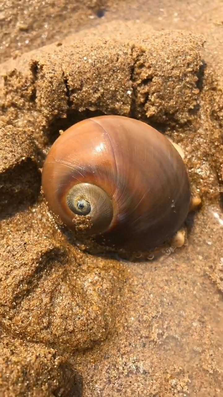 猫眼螺就像一个沙滩上的推土机,特别容易发现它