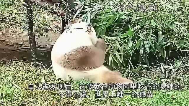 秦岭地区发现一只独特熊猫,熊猫中的极品,全世界仅剩一只!