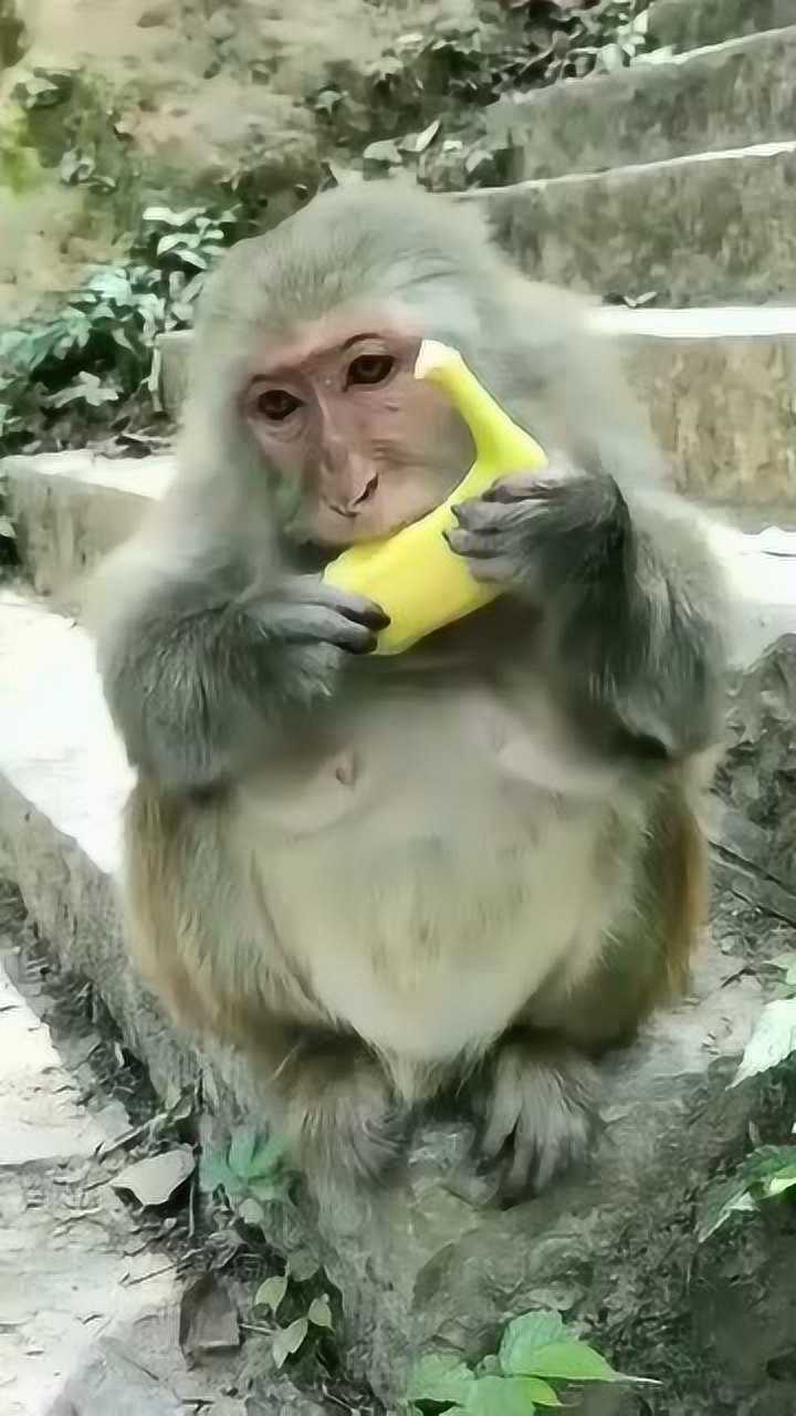 这只猴子都快胖成猪了还是这么喜欢吃香蕉这一幕太可爱了