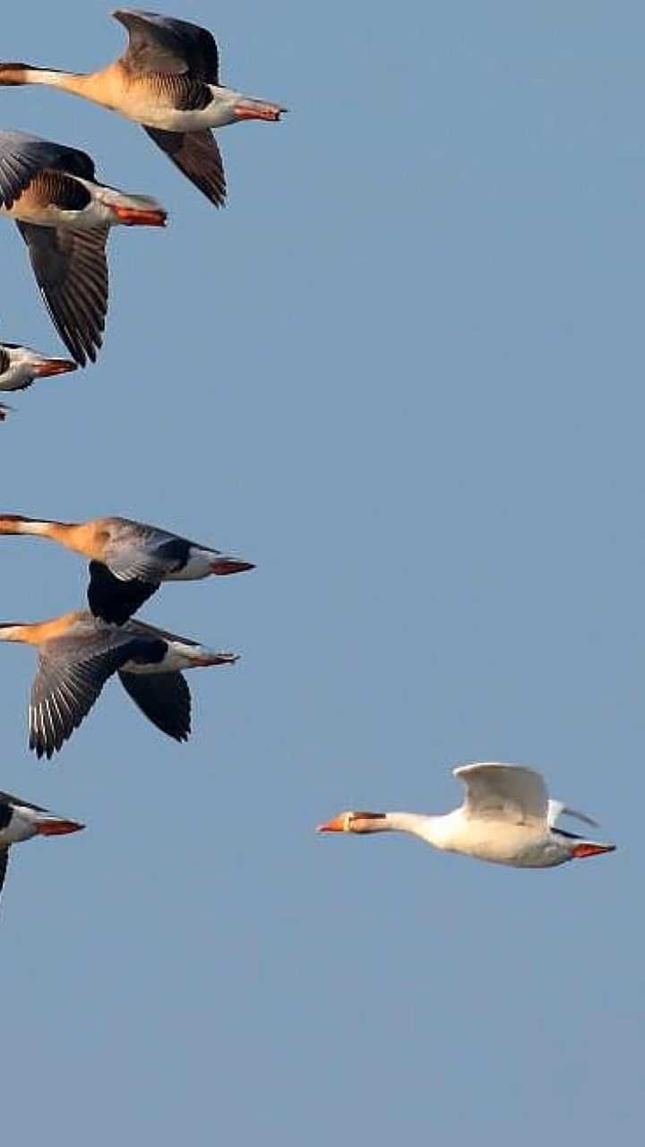 大雁南飞时,为什么要排成一字型和人字形?看完涨知识了!