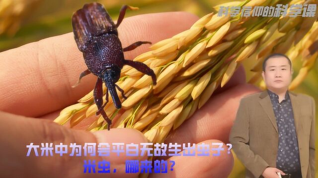 为何会无中生有出现米虫?大米中的米虫,哪来的?