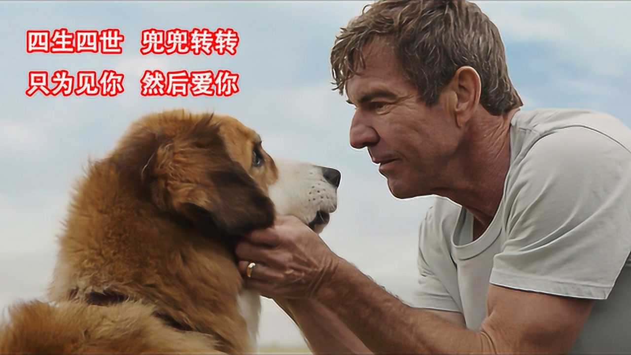 让人哭得像狗的电影一条狗的使命四生四世你仍是我的主人