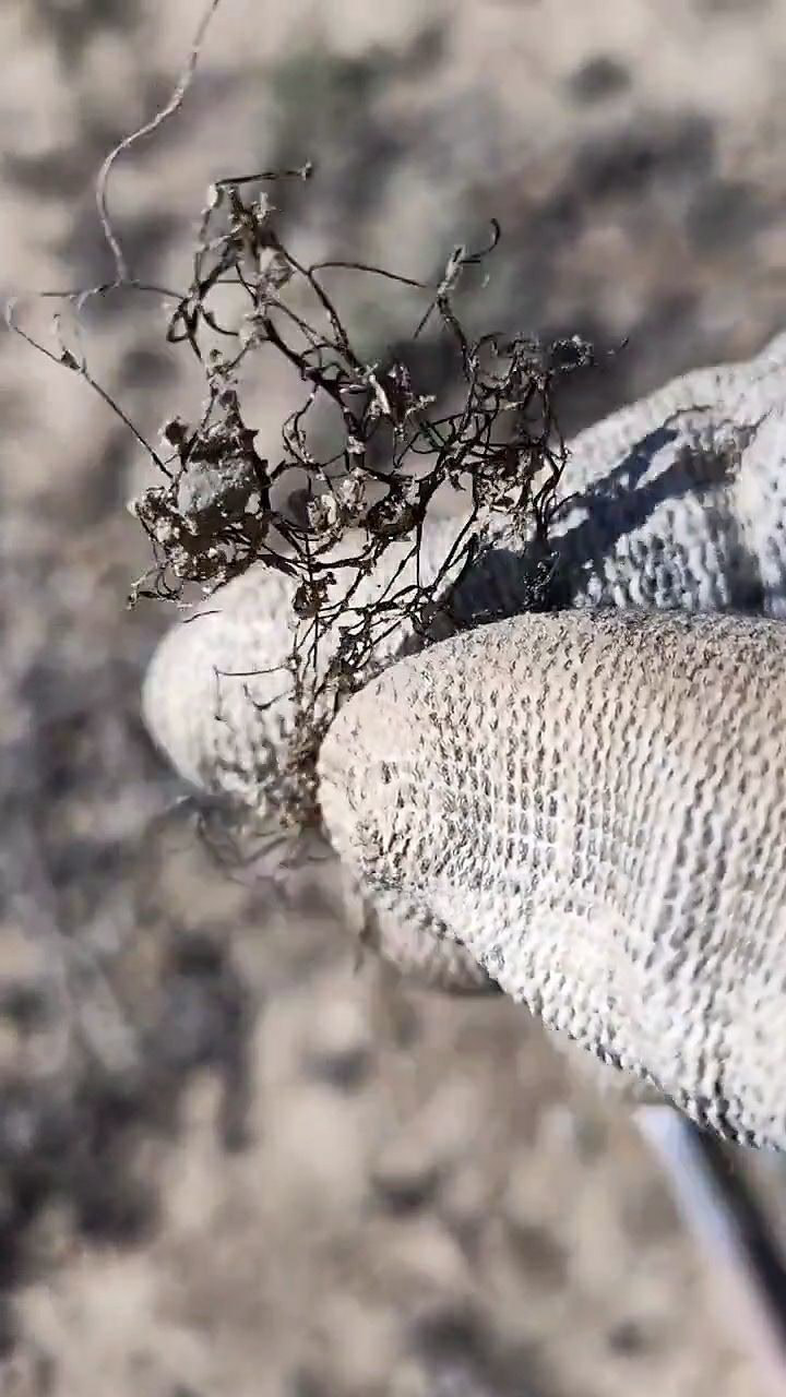 在戈壁滩上找到了好多头发菜,真的特别的幸运