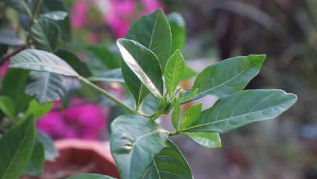 花店里的栀子花油绿旺盛,买回来就死苗,原来有“猫腻”