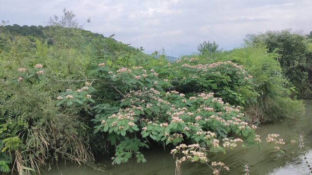 乡下河边万物生长,各种野花争相怒放,好久没感受大自然的美丽了