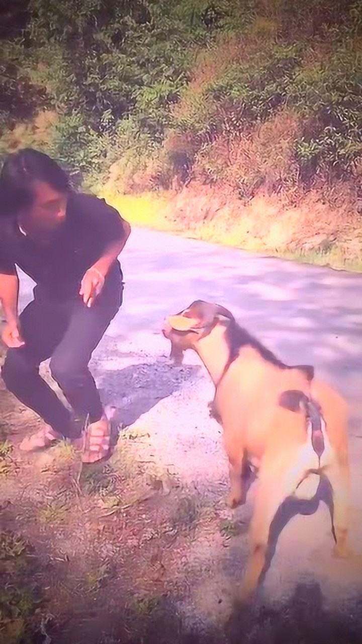 精神小伙逗弄山羊你别说模仿的还挺像山羊都生气了