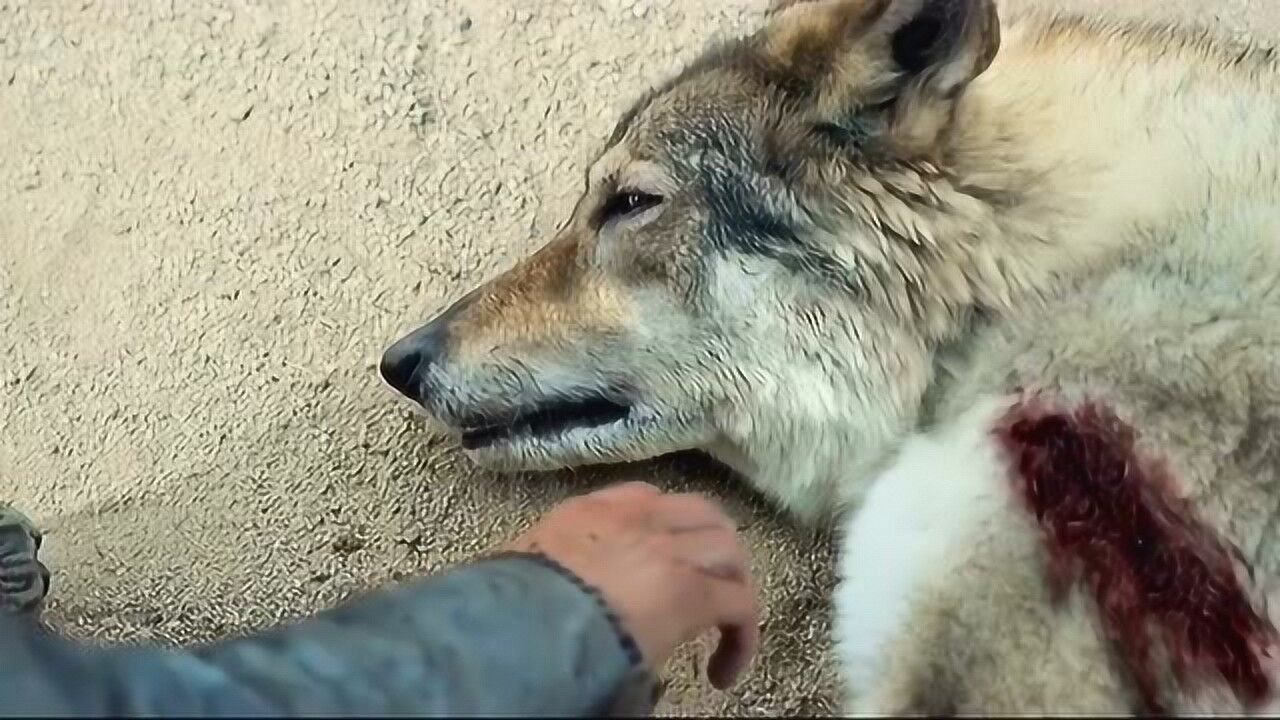 男主掉下悬崖没死顺便救下一匹濒死的老狼从此一人一狼相依为命