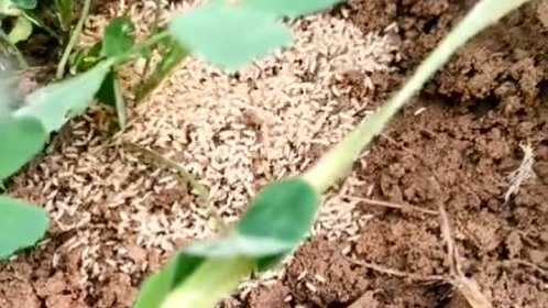 奶草套种金蝉开始啦收完小麦种奶草然后种植金蝉这样的养殖你见过吗