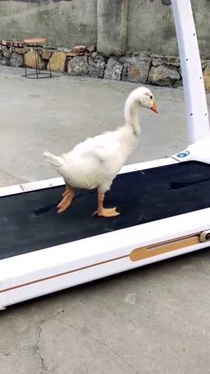 当鸭子跑上跑步机究竟会发生什么画面简直太搞笑了