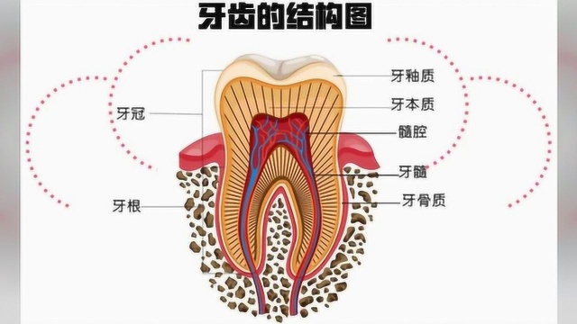 你一个月工资够看几颗牙?口腔科医生给你算了笔账