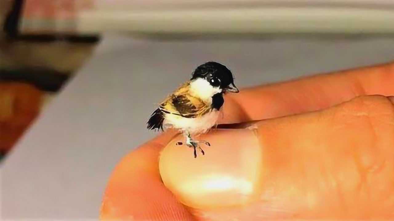 世界上最小的鸟体重仅有几克重竟和蜜蜂不相上下