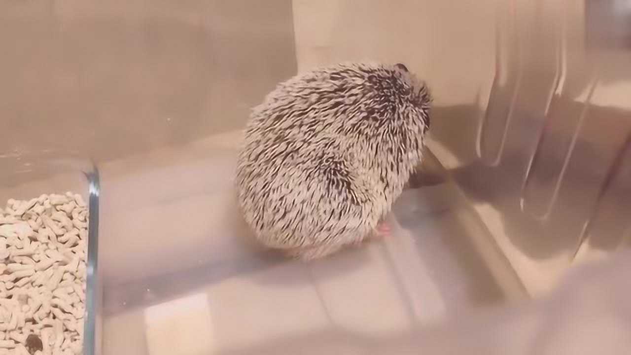 小刺猬还怕痒我想知道它脚疼不疼