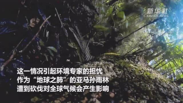 巴西亚马孙地区森林砍伐现象加剧