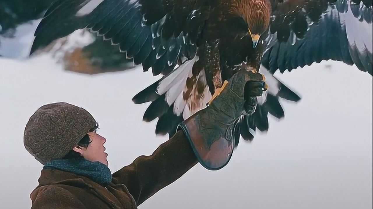 追鹰日记下:雄鹰不愿生活在大自然,苦苦寻找到少年的怀抱!