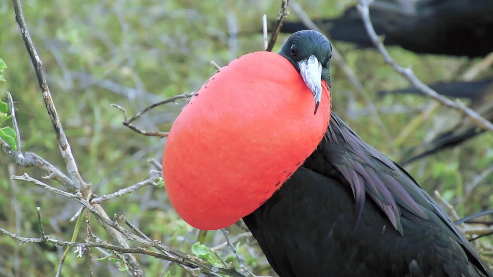 长相怪异的大脖子鸟,能连续飞行五天不降落