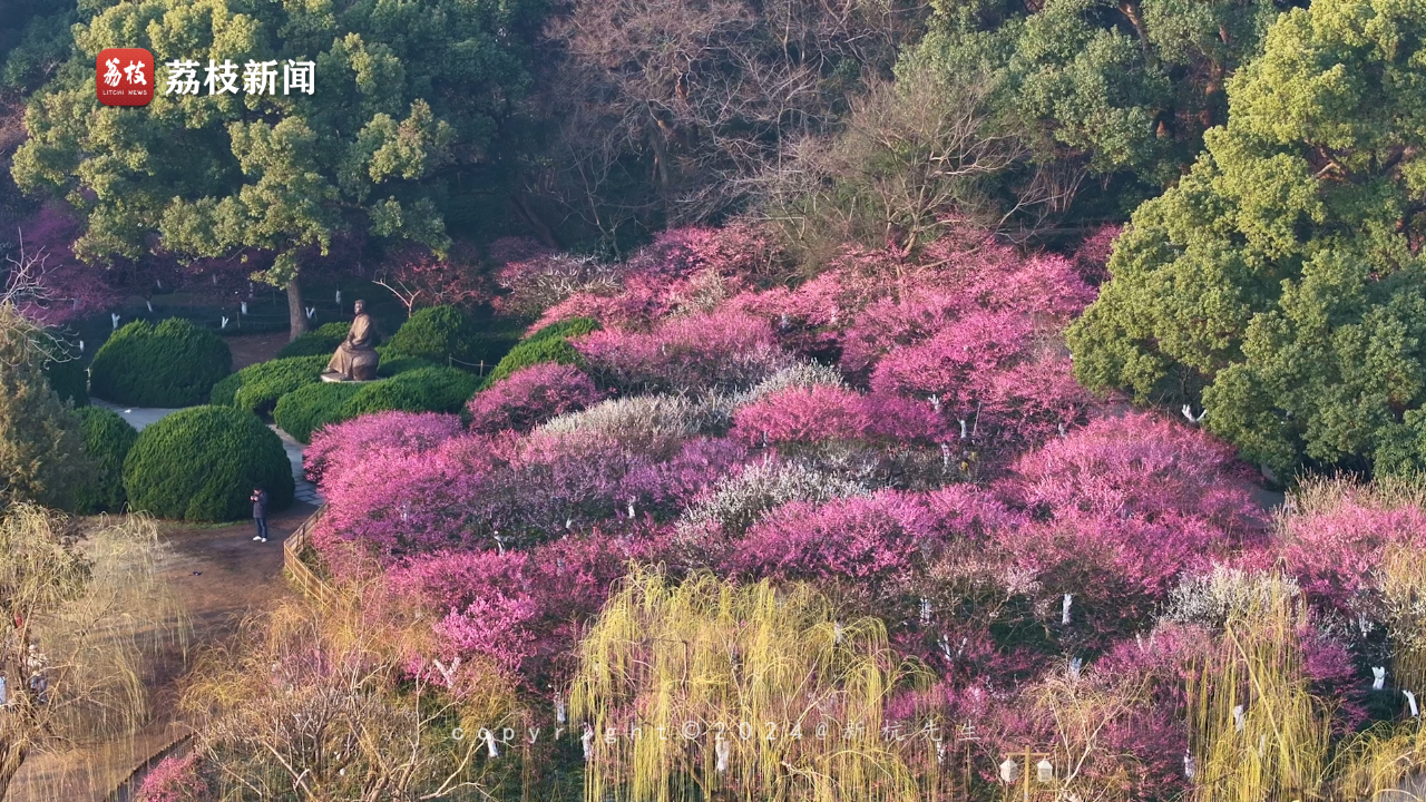 杭州孤山梅花盛开如世外桃源
