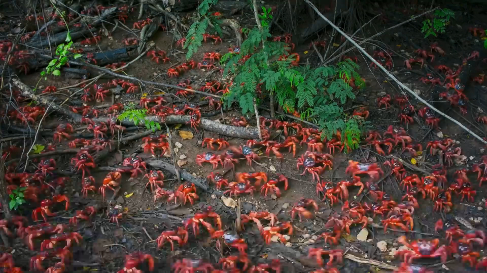 700万只螃蟹聚集在一起,国外却不喜欢吃螃蟹|纪录片
