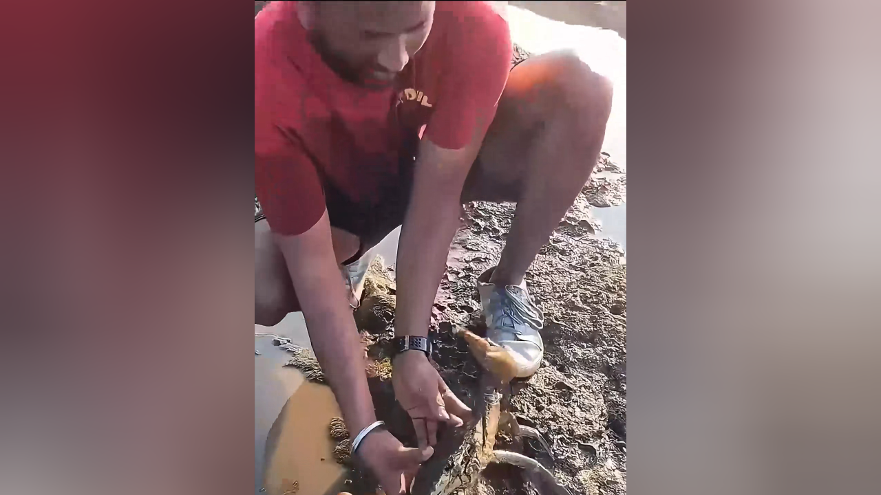 户外赶海:赶海捕捉大青蟹,每一只都有两三斤,太过瘾了