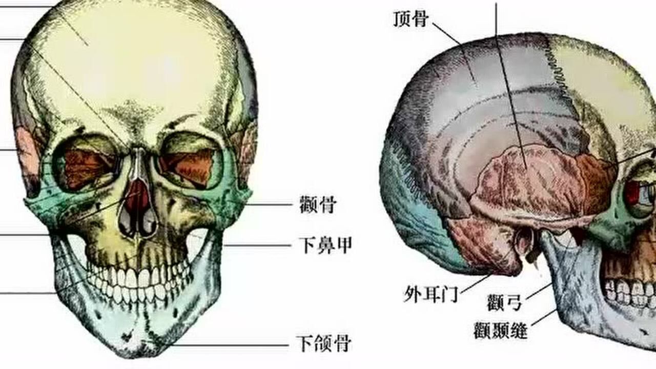 颅骨的组成腾讯视频}