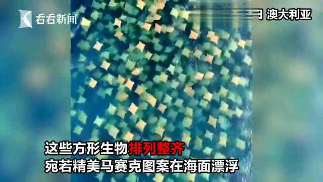 罕见成群牛鼻魟迁徙 排列整齐似马赛克漂海面