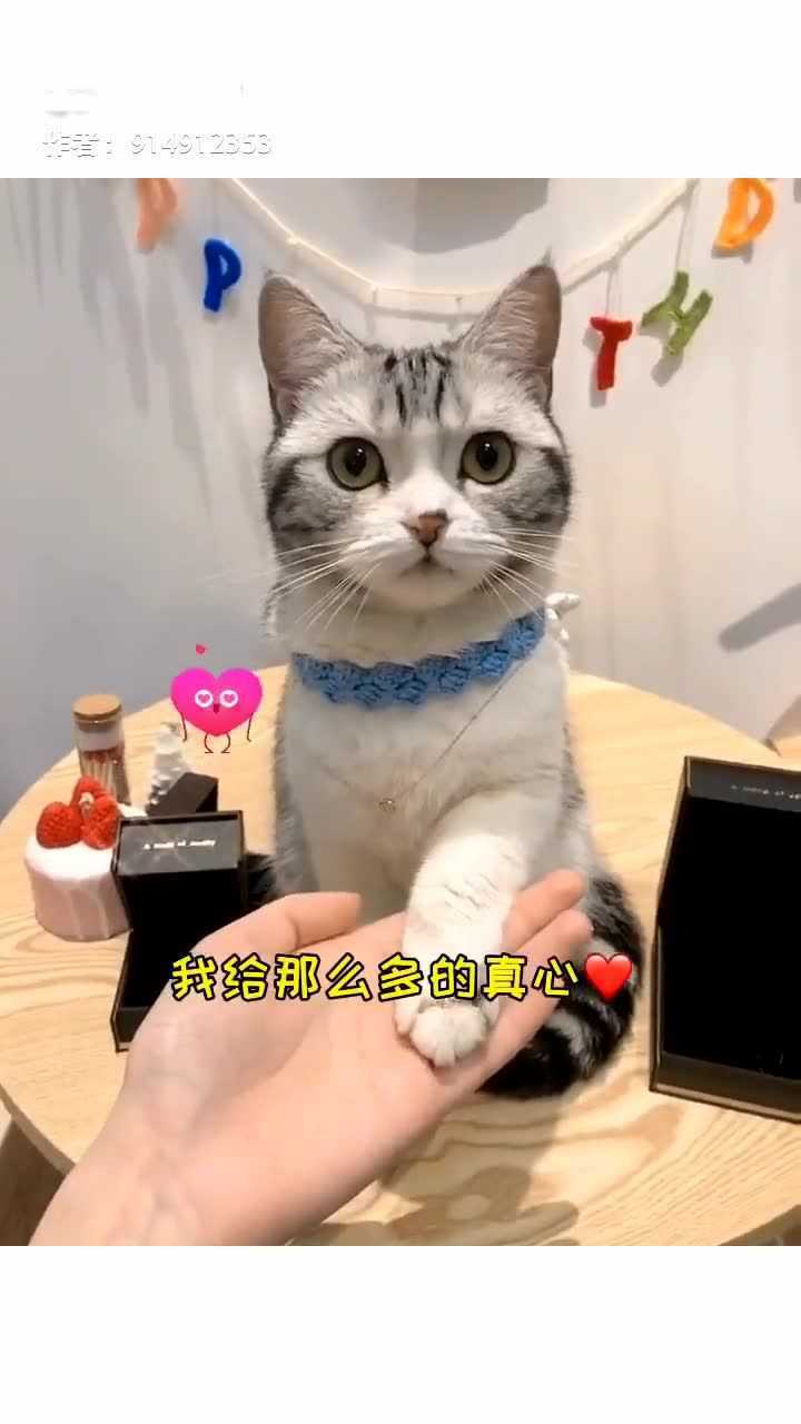 王泡芙换猫图片