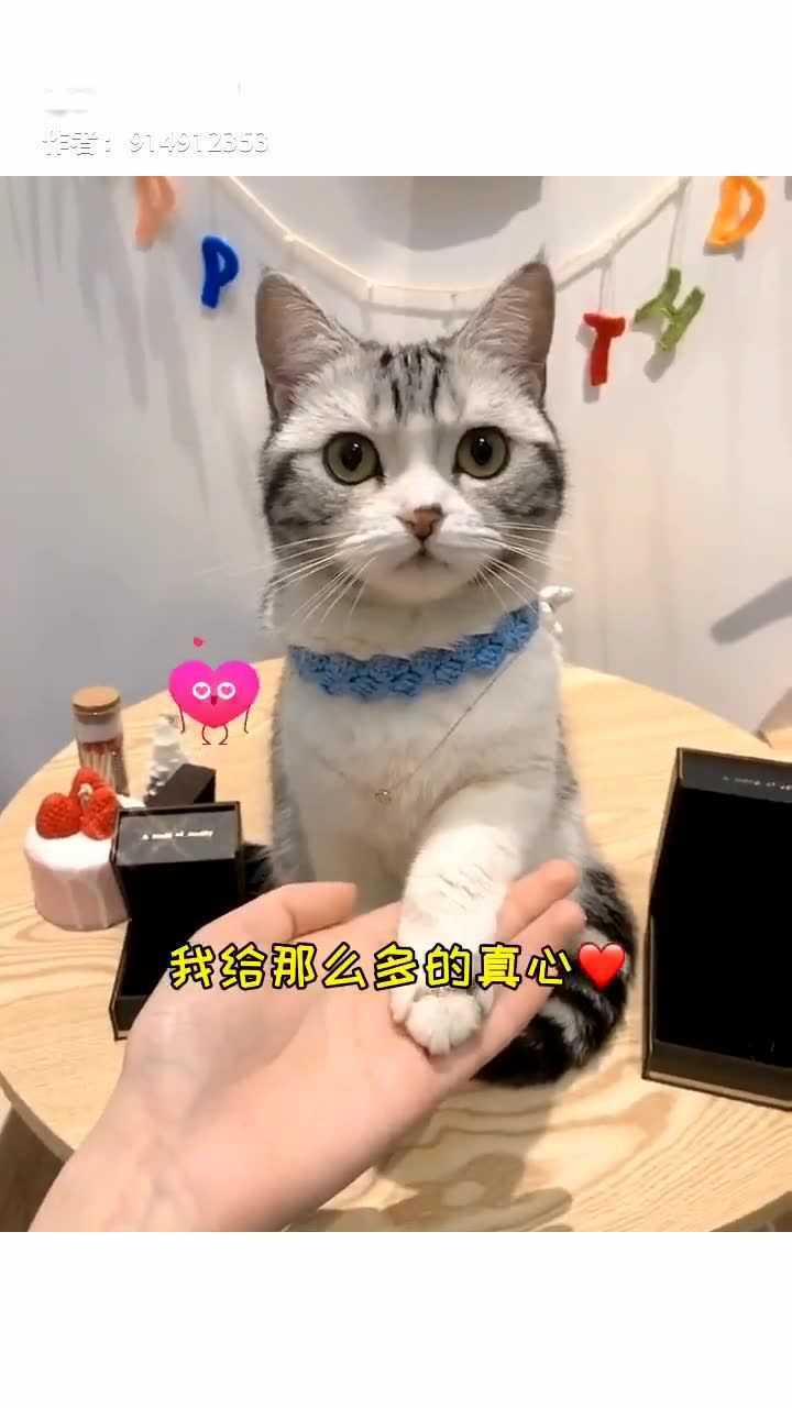 年度猫片含泪奉上 王泡芙本色出演