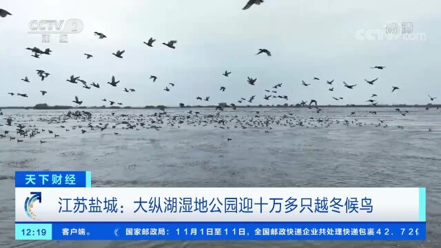 江苏盐城:大纵湖湿地公园迎十万多只越冬候鸟