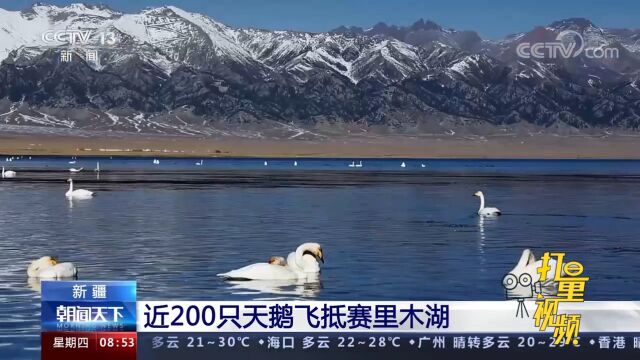 唯美!湖水雪山与成群天鹅同框美得像画