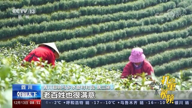 一片叶子富一方百姓!安吉白茶助力三省五县百姓脱贫增收