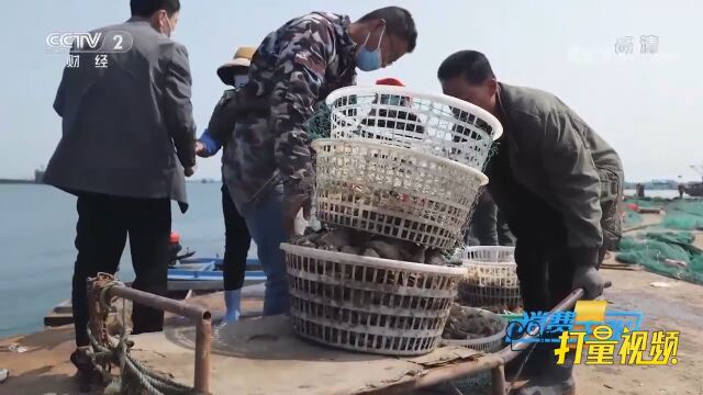 在烟台,各个渔港码头开海的季节,就是最热闹的时刻