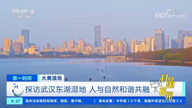 走进武汉东湖湿地,感受人与自然和谐共融的美好画卷