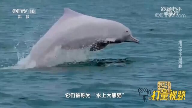 中华白海豚因为异常珍稀,被称为“海上大熊猫”