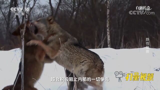 在狼群中,很容易区分首领与普通成员!来看视频