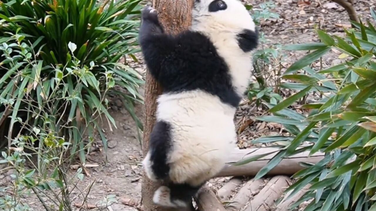 环抱树干双脚离地,残疾大熊猫宝宝"福菀"学会爬树了