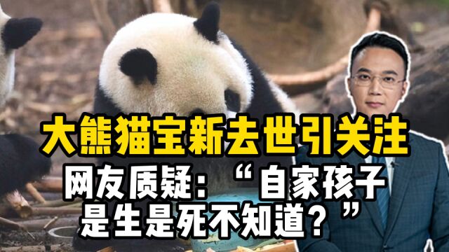 大熊猫宝新去世引关注,网友质疑:“自家孩子是生是死不知道?”