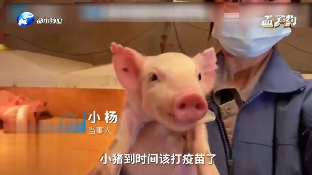 00后女孩毕业后做“小猪保育员“,大学学的畜牧兽医