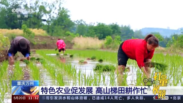 重庆万州:特色农业促发展,高山梯田耕作忙