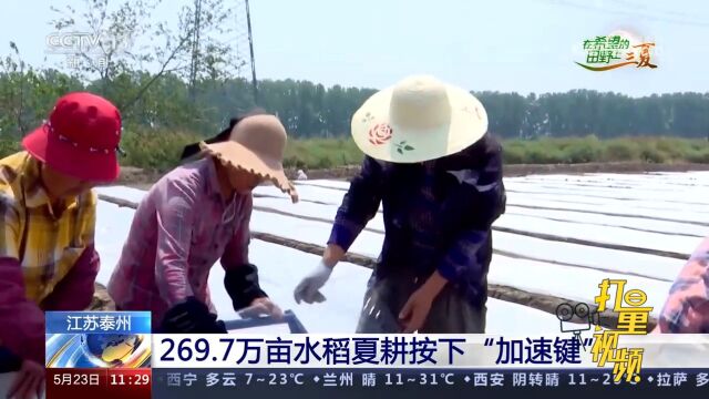 泰州:269.7万亩水稻夏耕按下“加速键”,田间地头一派繁忙景象