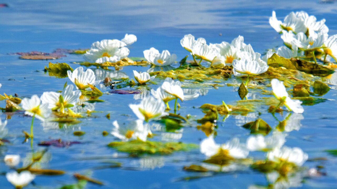 如约而至!洱海又见海菜花盛开