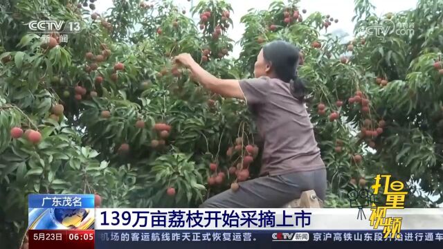 广东茂名:139万亩荔枝开始采摘上市, 红彤彤的荔枝挂满枝头